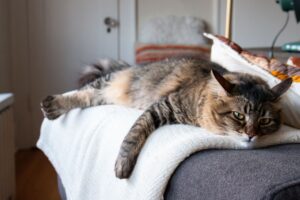 gato deitado na cama