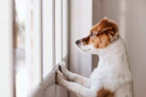 shutterstock_1223036338.jpeg
